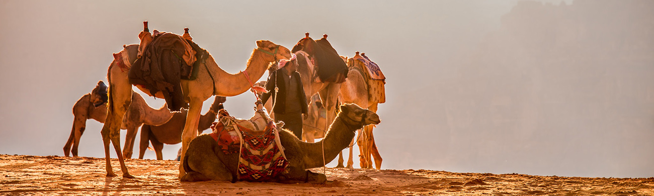 Camels - Jordan