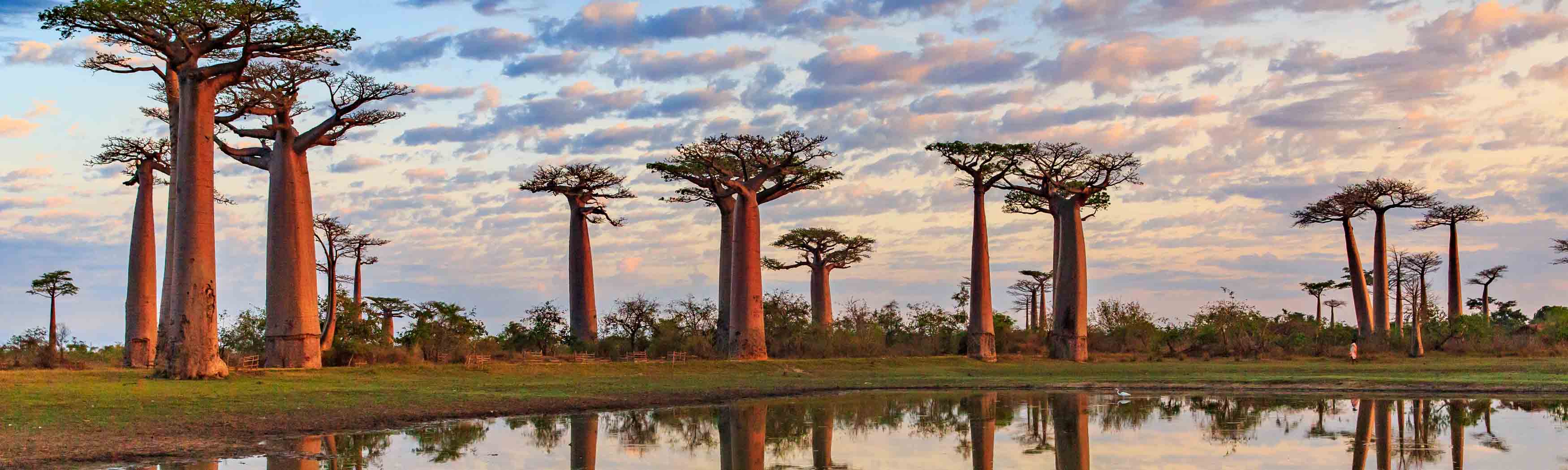5 Baobab trees in Toliara Province, Madagascar. reflective water in front and cloudy sky.