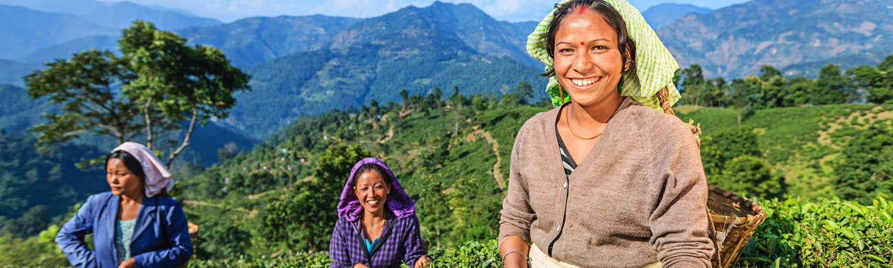 Indian pickers plucking tea leaves - Darjeeling, India