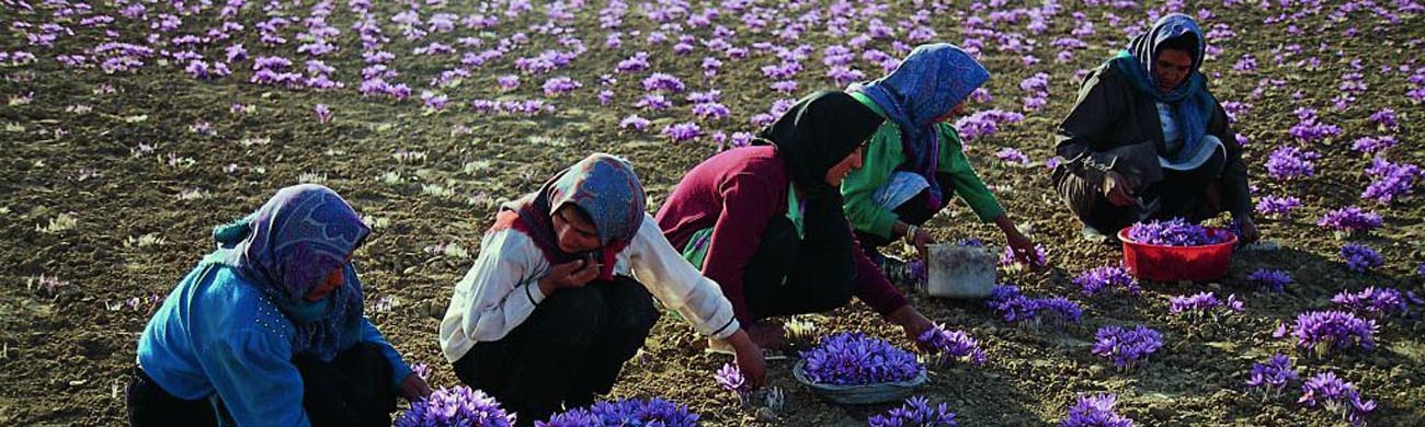 Women harvesting saffron-Iran