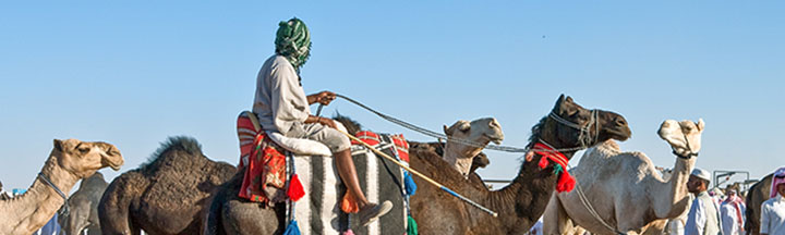 Camels Desert Saudi Arabia